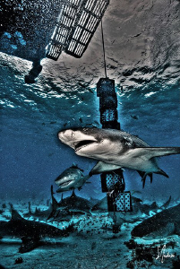 HDR image of some Lemon action at Tiger Beach - Bahamas by Steven Anderson 